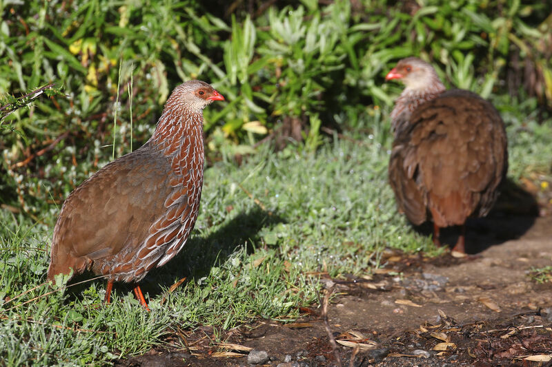 Francolin de Jacksonadulte