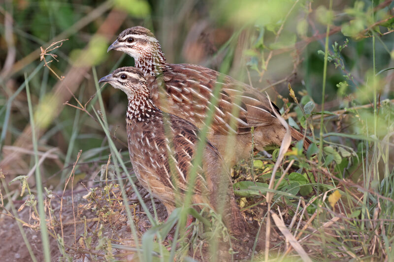 Crested Francolinadult