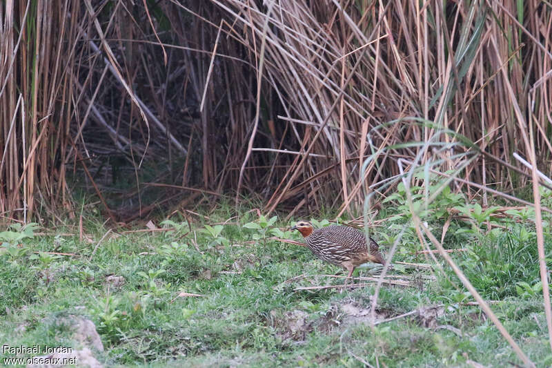 Francolin multiraieadulte nuptial, habitat