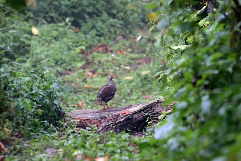 Francolin nobleadulte