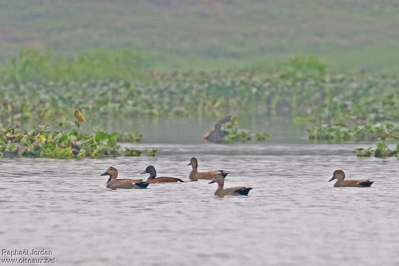 Baer's Pochard male adult, habitat, pigmentation, Behaviour