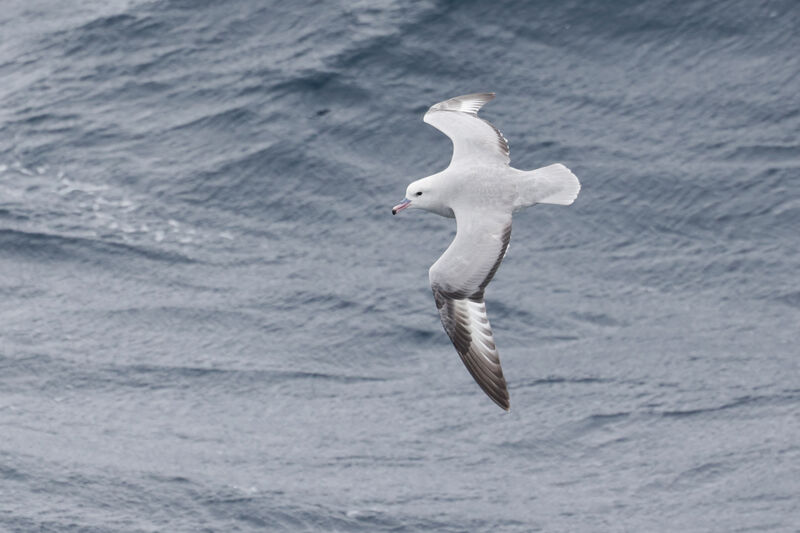 Fulmar argentéadulte