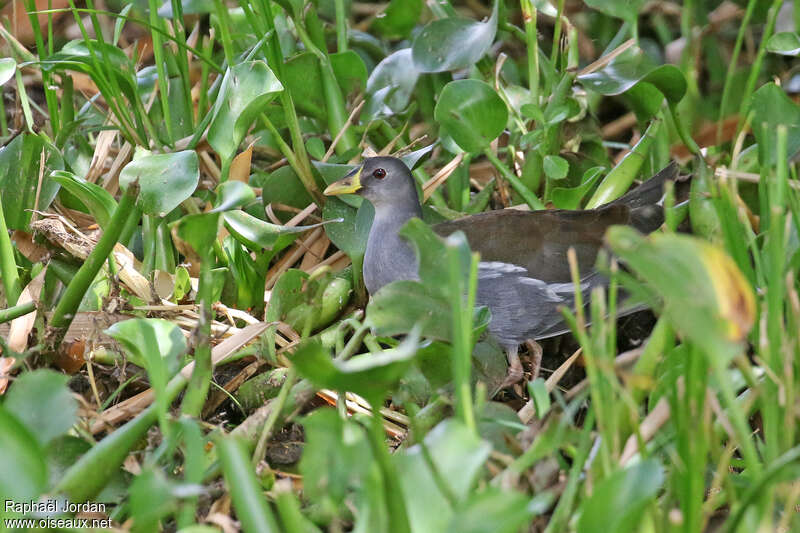 Lesser Moorhensubadult, identification