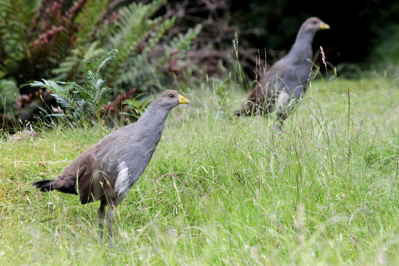 Tasmanian Nativehenadult