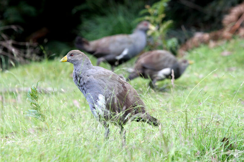 Tasmanian Nativehen