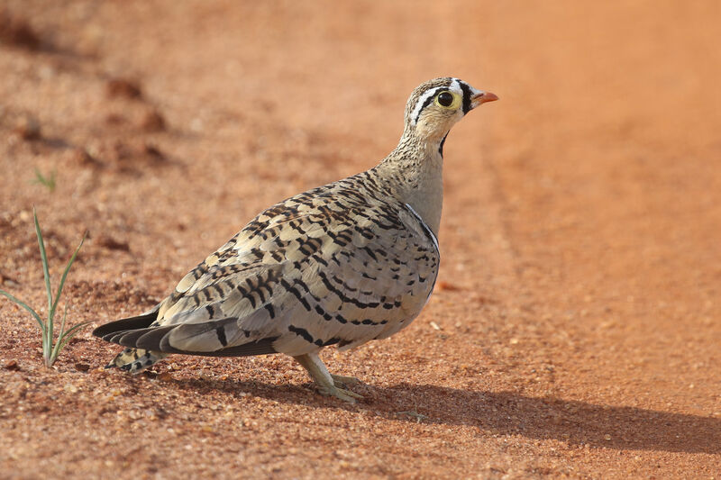 Black-faced Sandgrouse male adult