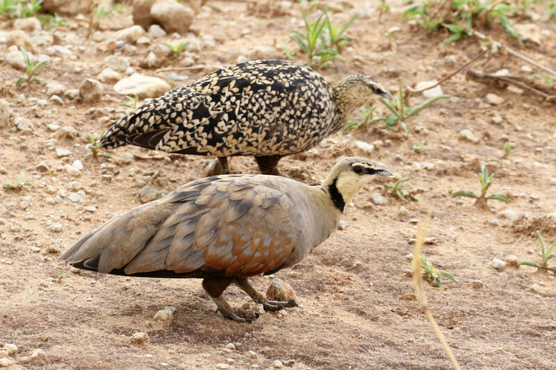 Yellow-throated Sandgrouseadult