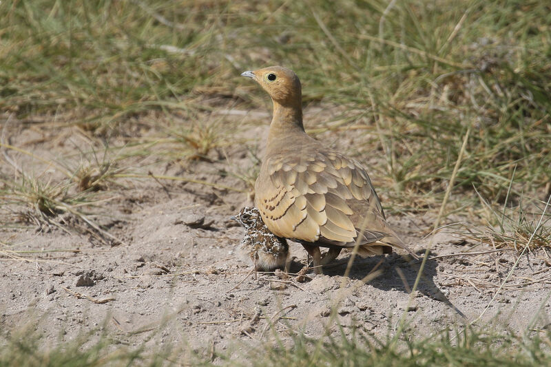 Chestnut-bellied Sandgrouse