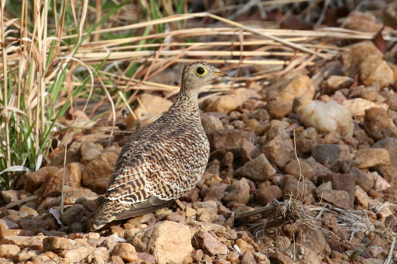 Double-banded Sandgrouse female adult