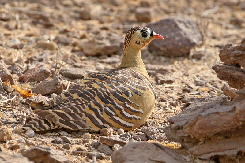 Painted Sandgrouse male adult