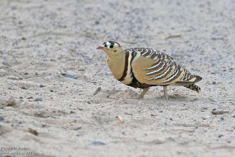 Painted Sandgrouse male adult, identification