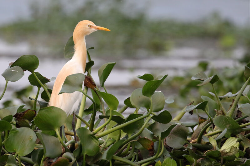 Eastern Cattle Egretadult breeding