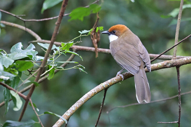 Rufous-crowned Laughingthrush