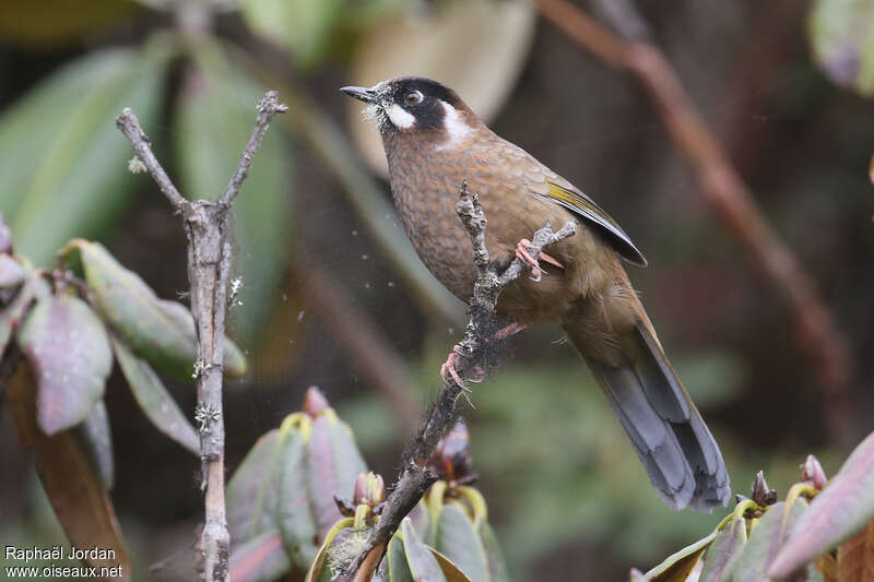 Garrulaxe à face noireadulte, identification