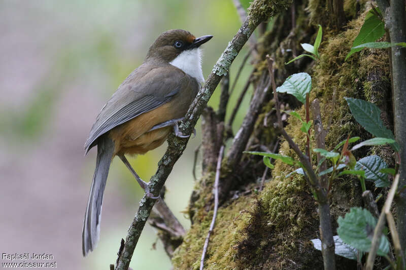 Garrulaxe à gorge blancheadulte, identification