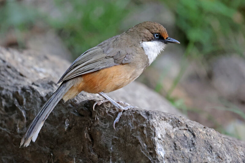 White-throated Laughingthrush