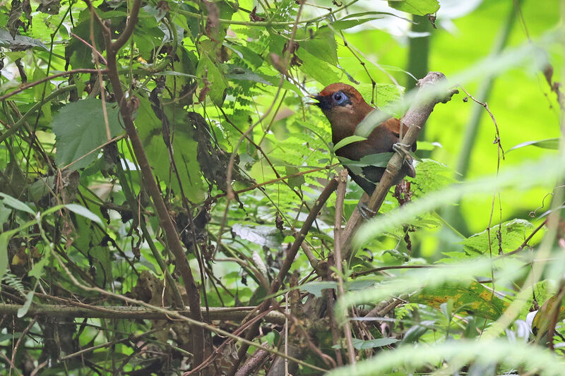 Rusty Laughingthrush