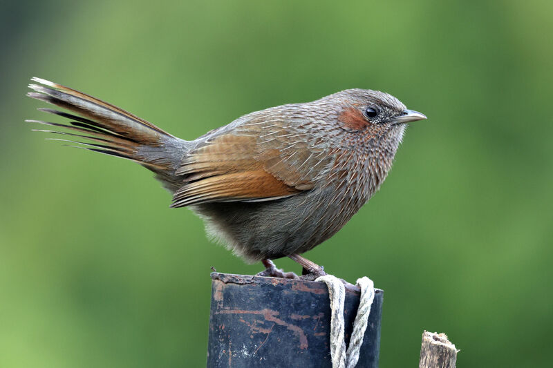 Streaked Laughingthrush