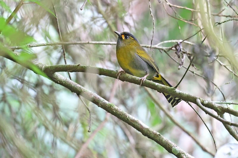 Taiwan Liocichla