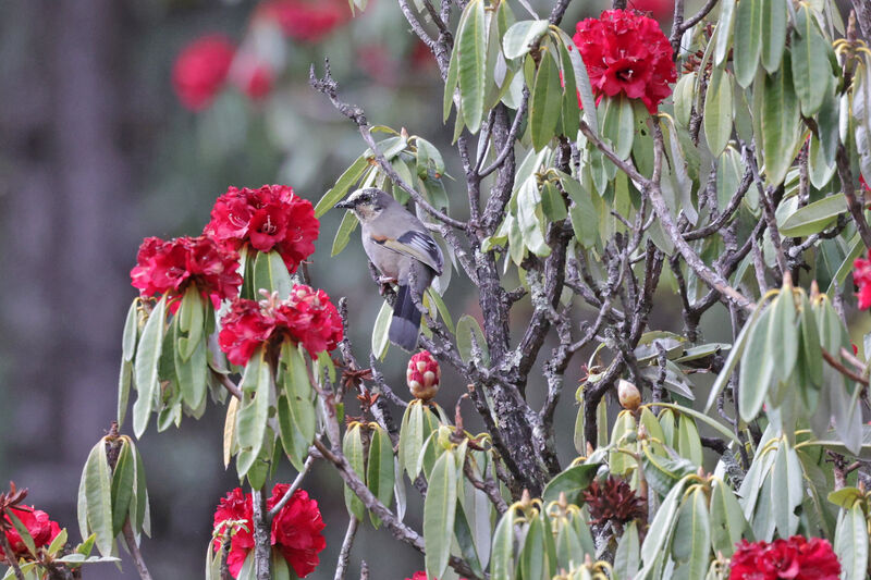 Variegated Laughingthrush