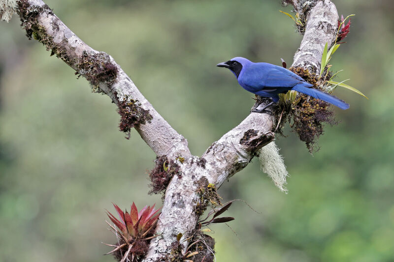 Black-collared Jayadult