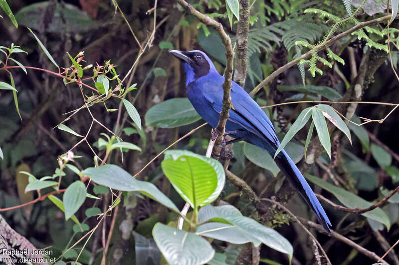 Black-collared Jayadult