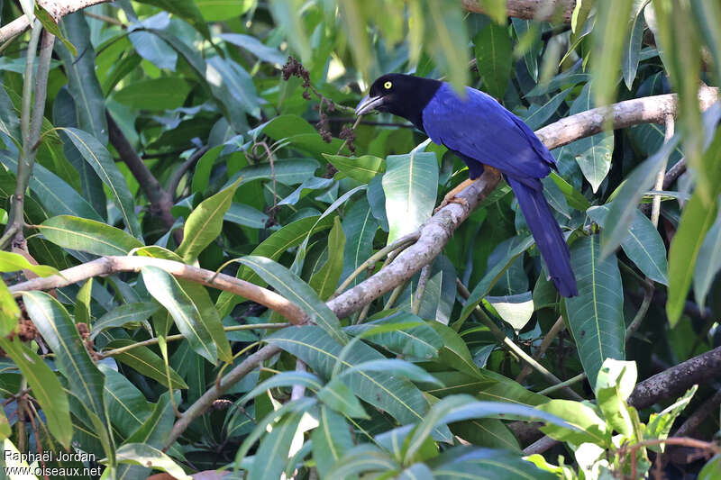 Purplish-backed Jayadult