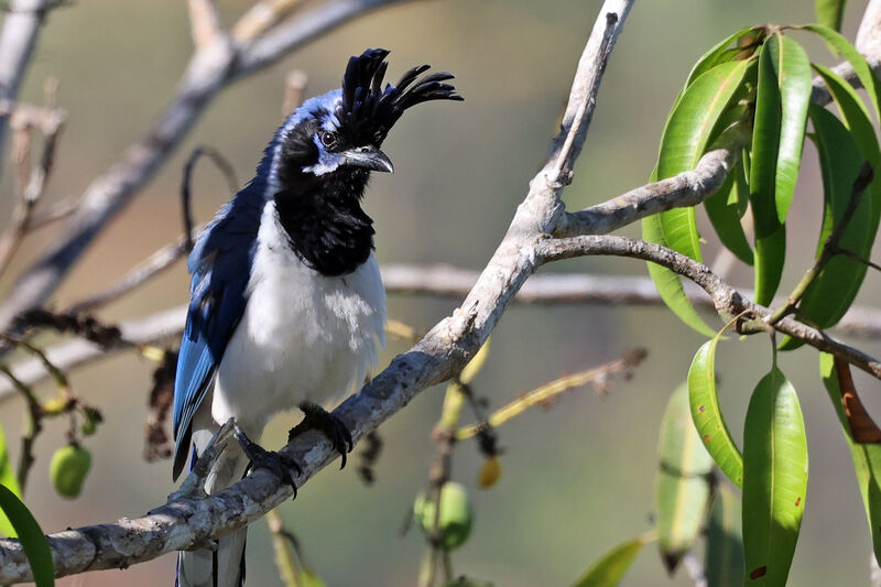 Black-throated Magpie-Jayadult breeding