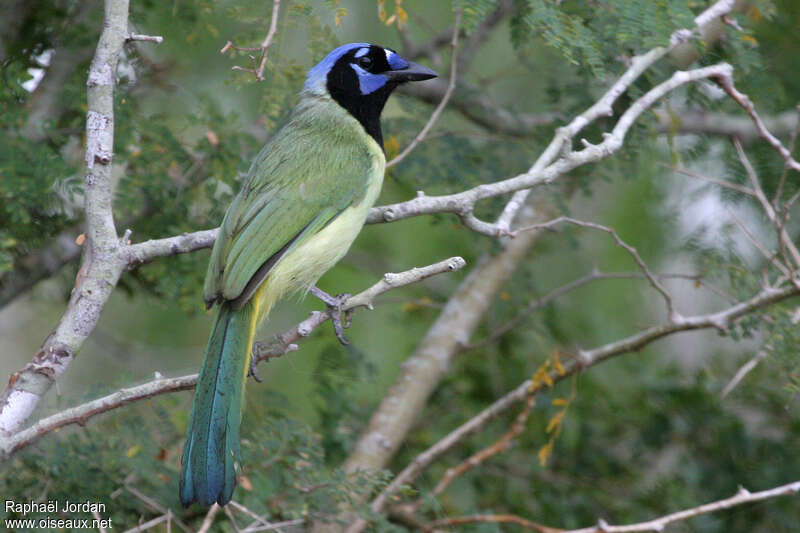 Green Jayadult