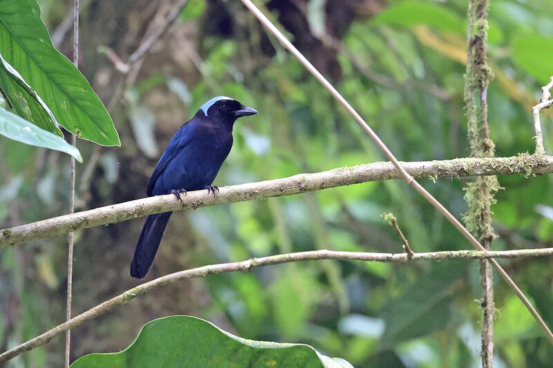 Azure-hooded Jayadult