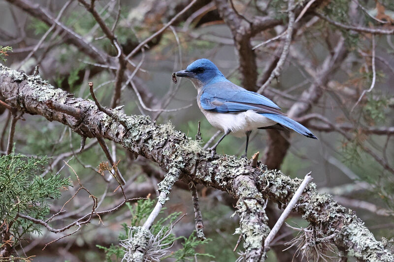 Mexican Jayadult