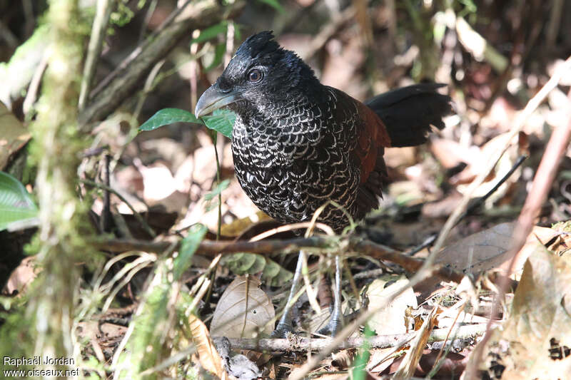 Banded Ground Cuckoojuvenile