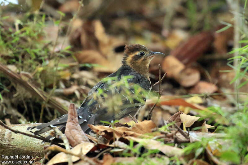 Géocoucou pavoninadulte, habitat, pigmentation, Comportement