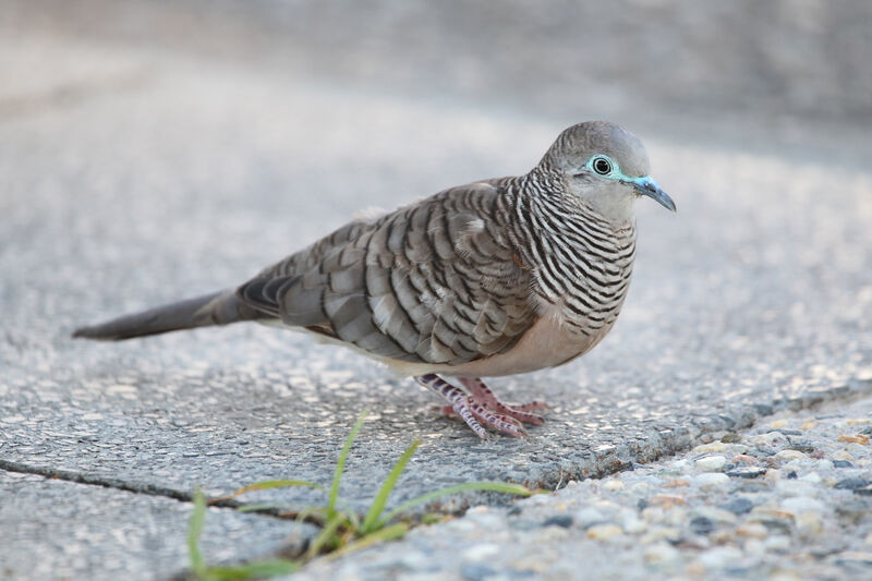 Peaceful Doveadult