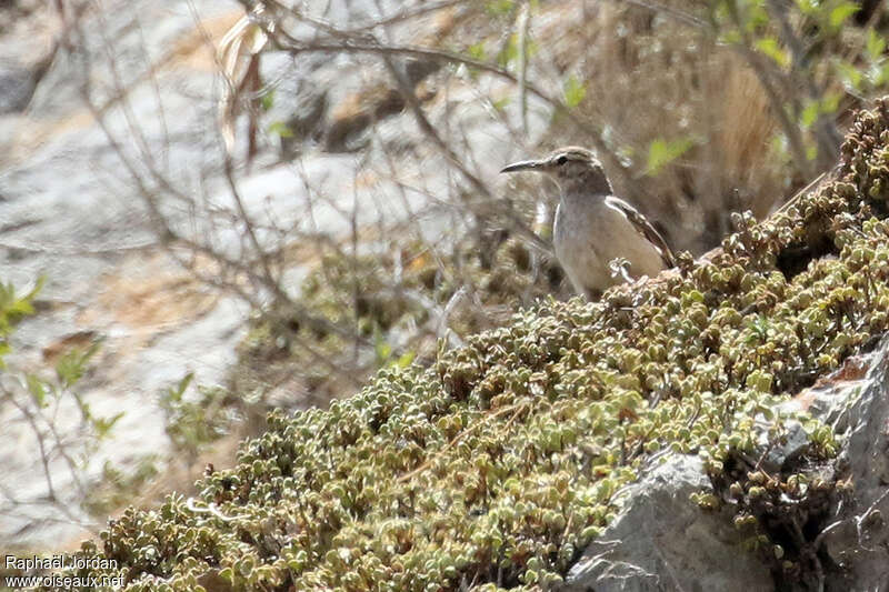 Géositte à bec épaisadulte, habitat, Comportement