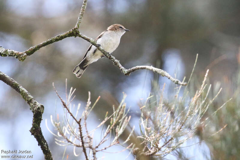 Gérygone à cou brunadulte, identification