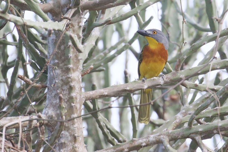 Grey-headed Bushshrikeadult