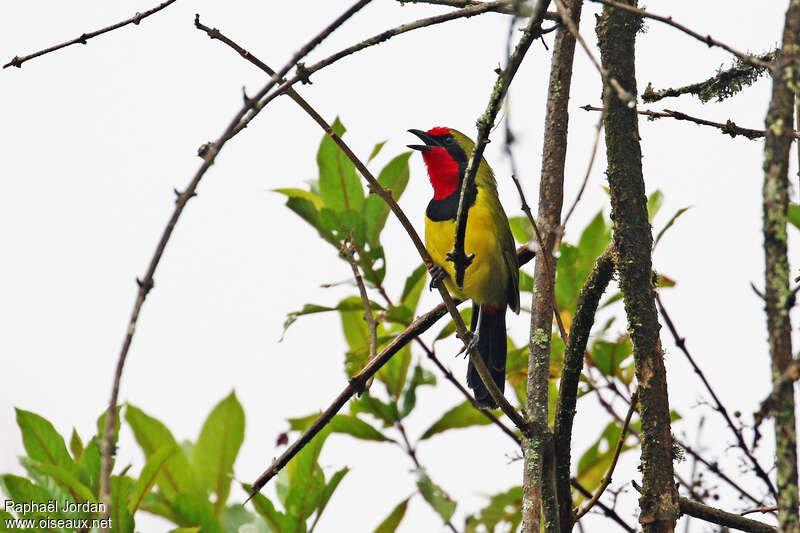 Doherty's Bushshrikeadult breeding, song