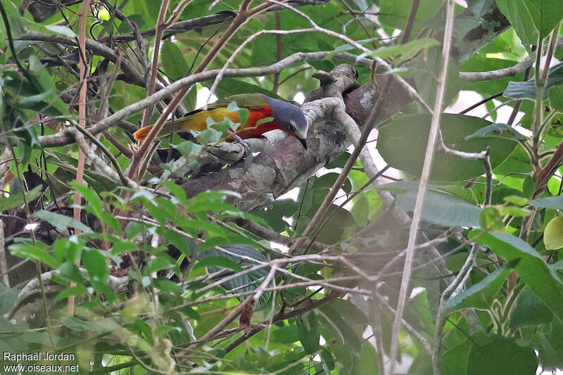 Fiery-breasted Bushshrike