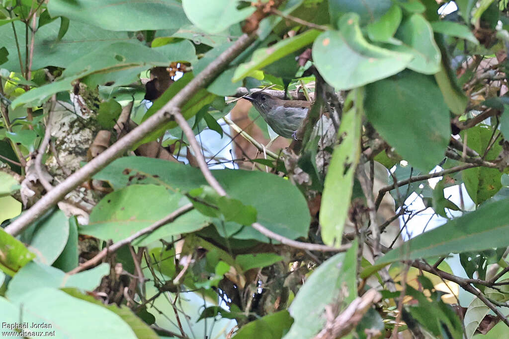 Buru Jungle Flycatcher