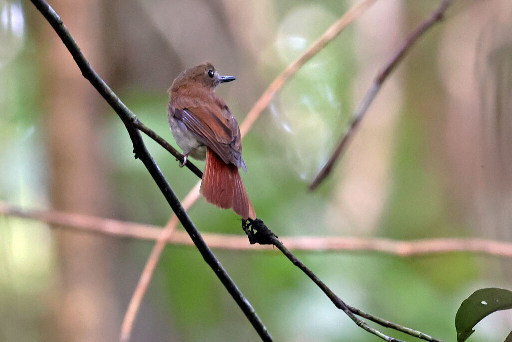 Philippine Jungle Flycatcheradult