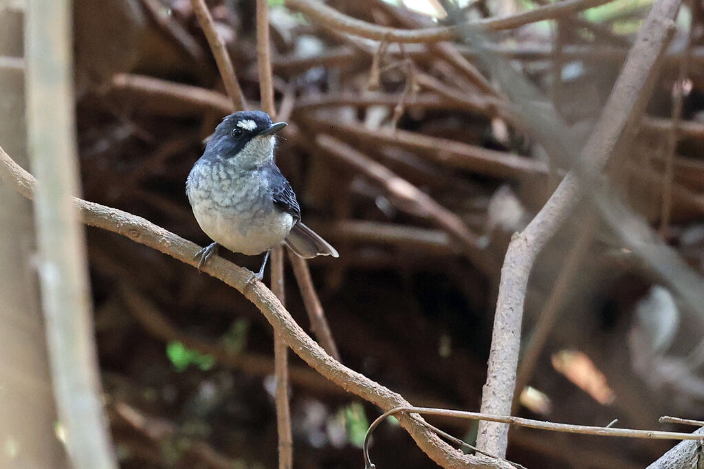 White-browed Forest Flycatcheradult