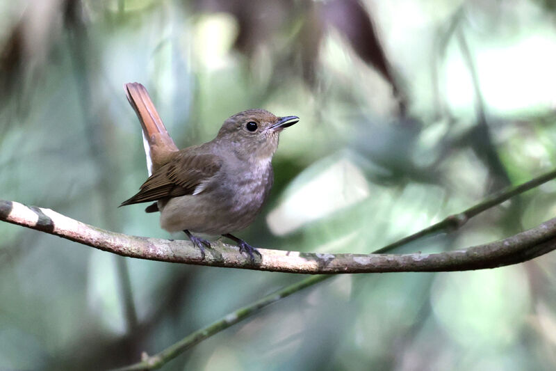 Blue-and-white Flycatcher female adult