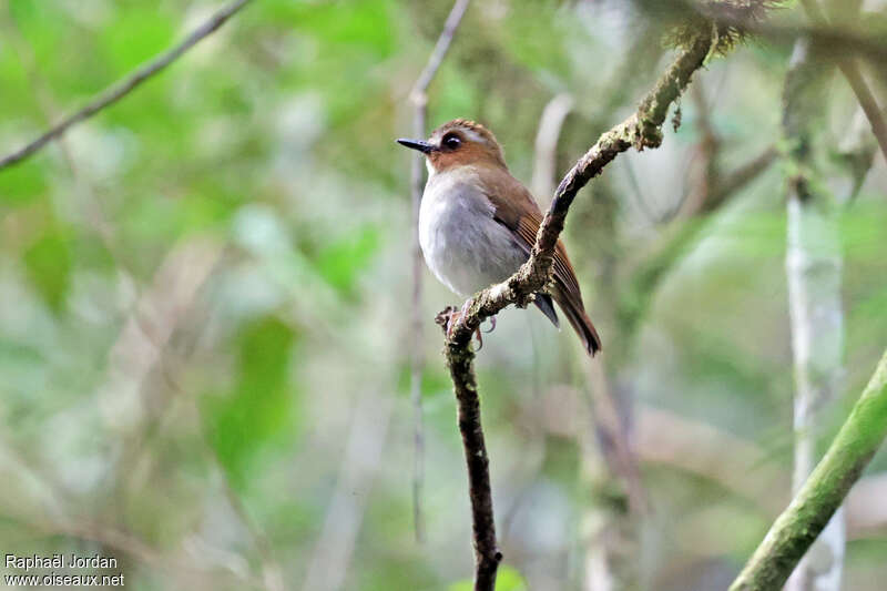 Gobemouche bridé