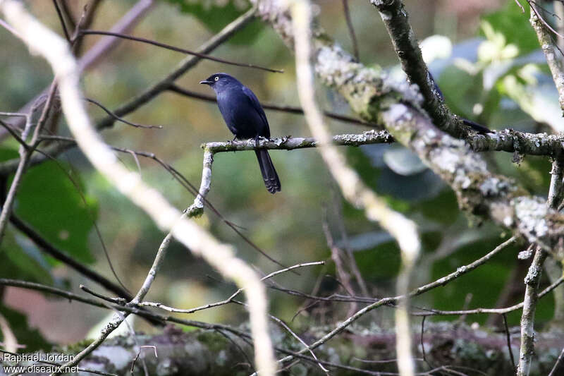 Gobemouche de Berliozadulte, identification