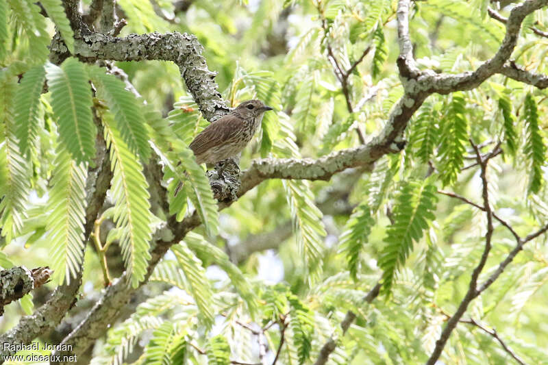 Gobemouche de Böhmadulte, identification