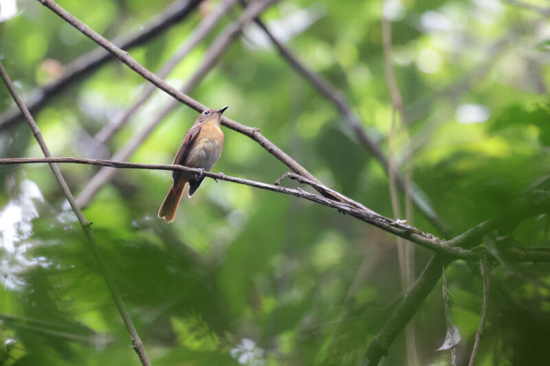 Bornean Blue Flycatcher female adult