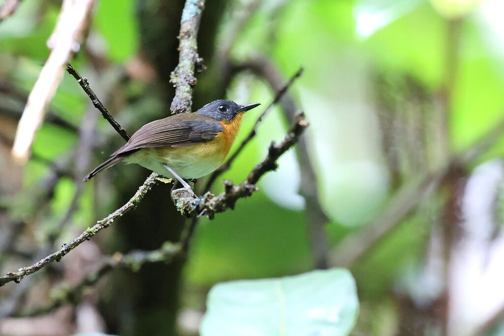 Cinnamon-chested Flycatcheradult