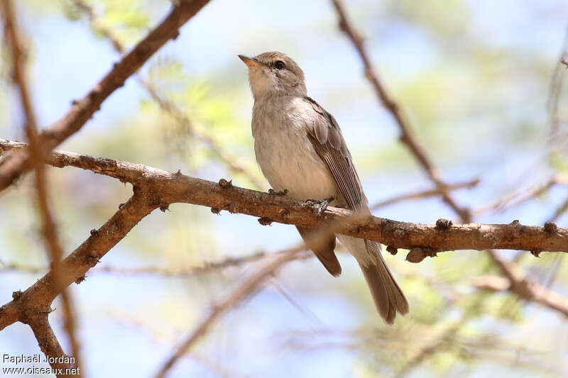 Gambaga Flycatcheradult, identification