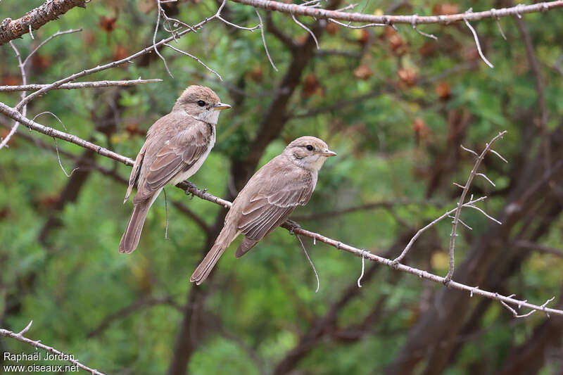 Gambaga Flycatcheradult